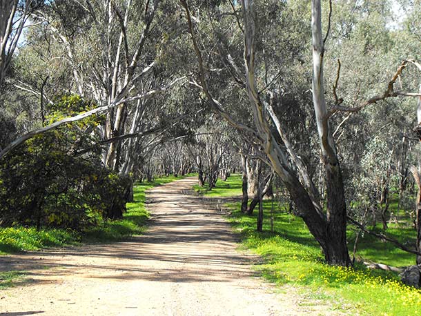 Narrandera - Wetlands